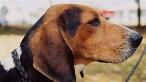 Treeing Walker Coonhound Price Temperament Life Span