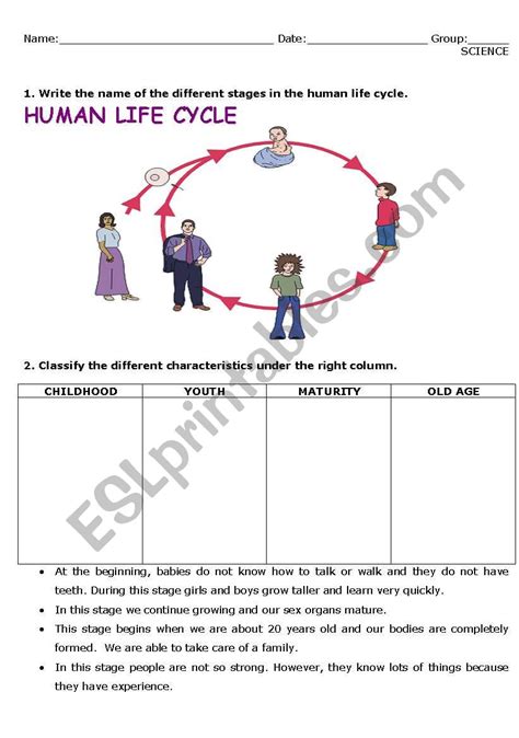 Human Life Cycle For Kids Worksheet