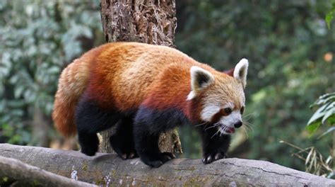 Nepal Red Pandas And Koshi Tappu Wildlife Reserve