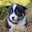Pomsky Puppies For Sale  Paradise PA 166402 Petzlover
