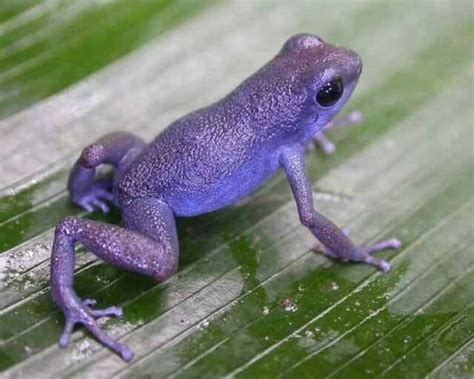 Awesome A Purple Frog Dart Frog Frog Amphibians