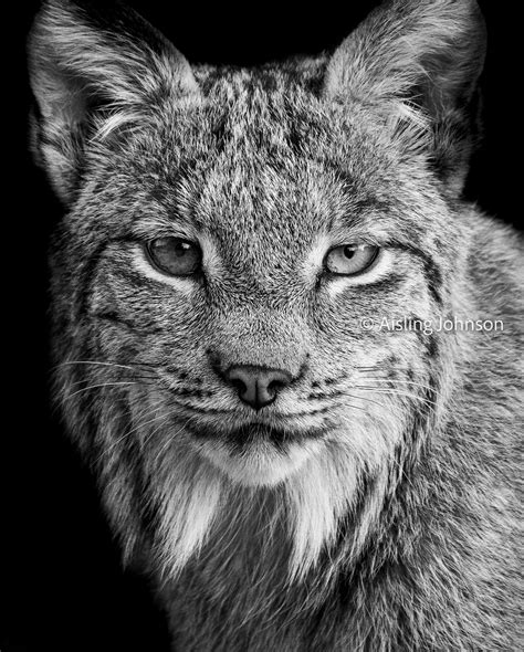 Juvenile Lynx Portrait In Black And White 11x14 Inches Etsy