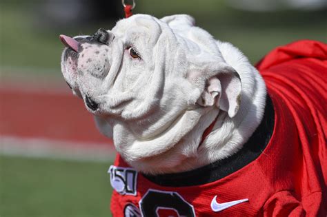 Our Best Photos Of Georgia Bulldog Mascot Uga