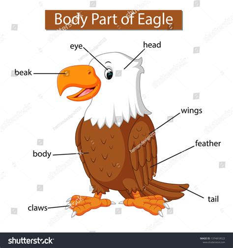 814 Body Parts A Eagle Images, Stock Photos & Vectors | Shutterstock