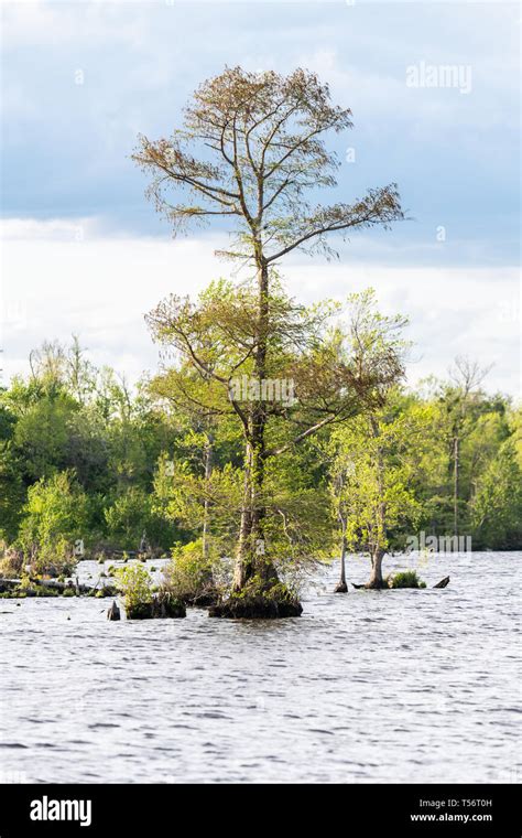 Great Dismal Swamp Wildlife Refuge Hi Res Stock Photography And Images