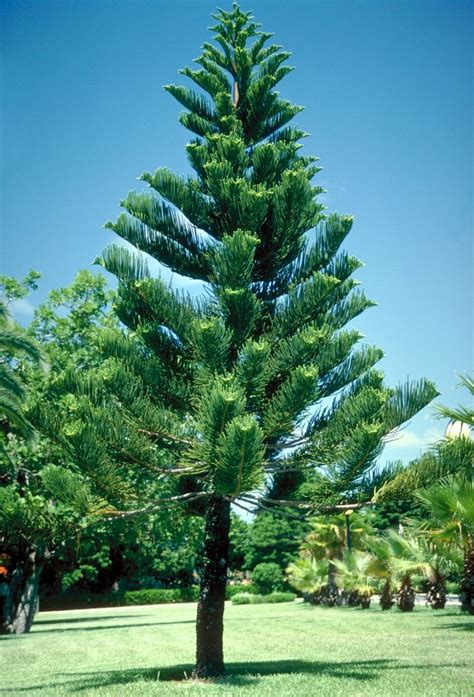 Araucaria Heterophylla Norfolk Island Pine Siteone