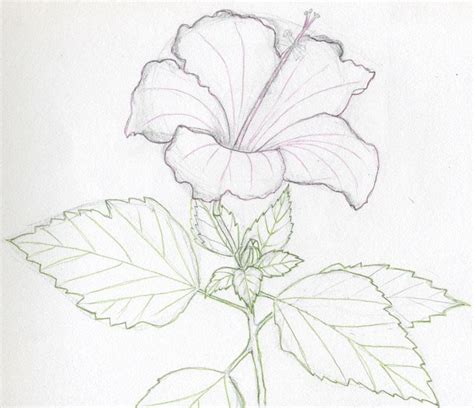 Imagenes De Dibujos De Flores Realistas - words-infect