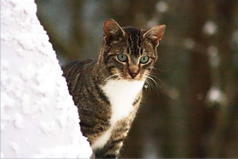 How You Can Help Feral Cats This Winter