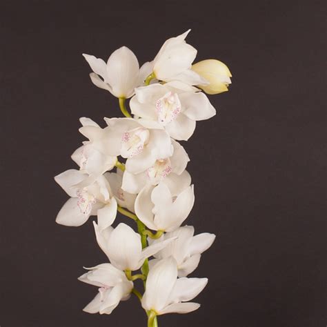 Cymbidium White Cymbidium Orchids Eagle Link Flowers