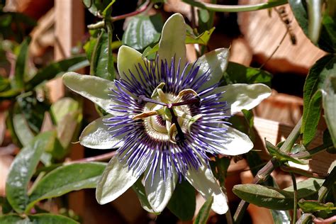 Passiflora Caerulea Passion Flower Free Photo On Pixabay Pixabay