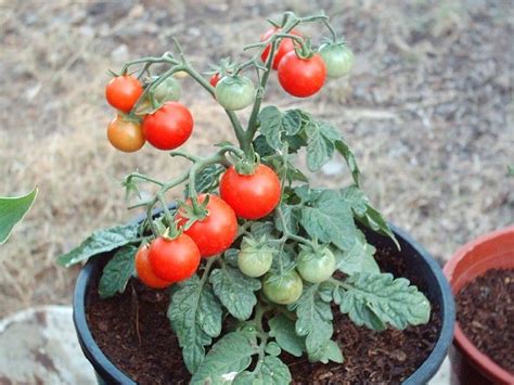 10 Essential Tips For Growing Tomato Plants In Containers Artofit
