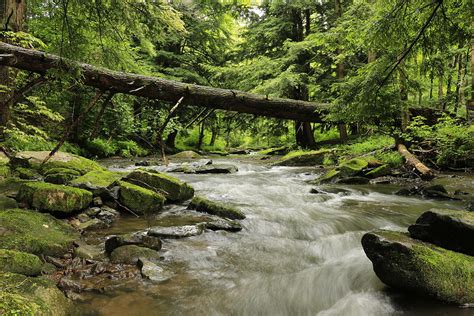Summer Stream Photograph By Gregory Spako Pixels