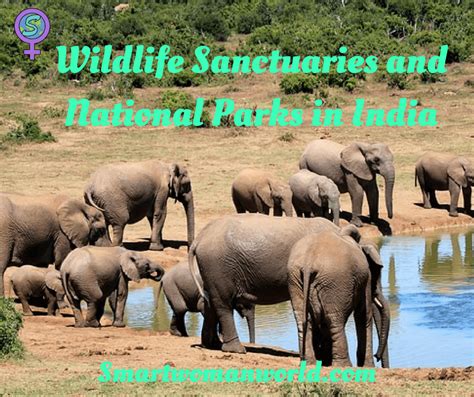 Wildlife Sanctuaries And National Parks In India A Comprehensive List