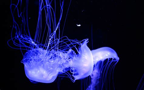 Download Wallpaper 3840x2400 Jellyfish Glowing Phosphorus 4k Ultra Hd
