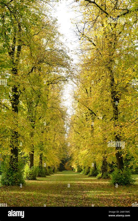 Lime Avenue Lime Trees In Autumn At Westonbirt Arboretum Cotswolds Gloucestershire England
