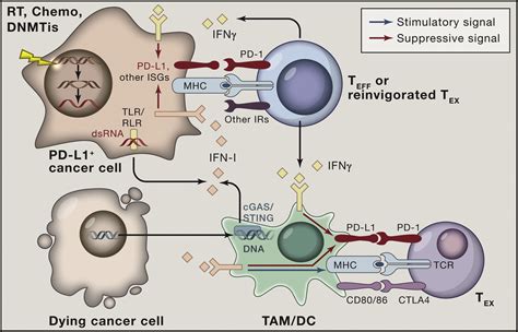 Combination Cancer Therapies With Immune Checkpoint Blockade