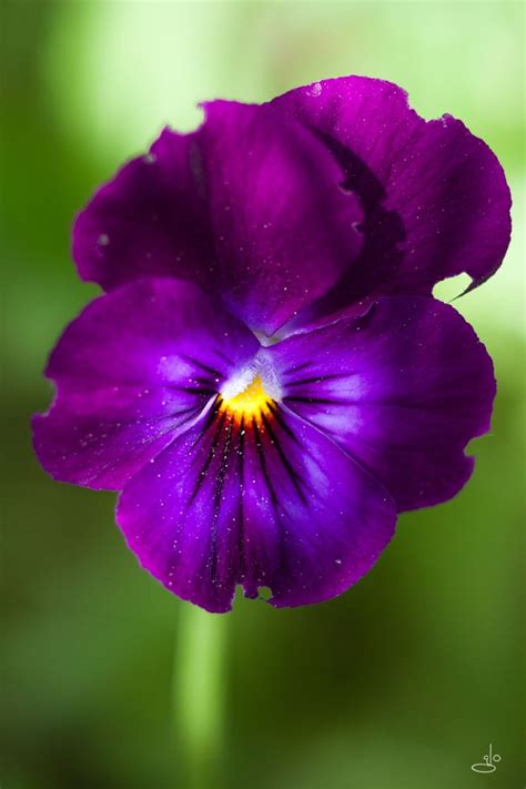 Purple Pansies Animalcrossing Plant Science In Animal Crossing â