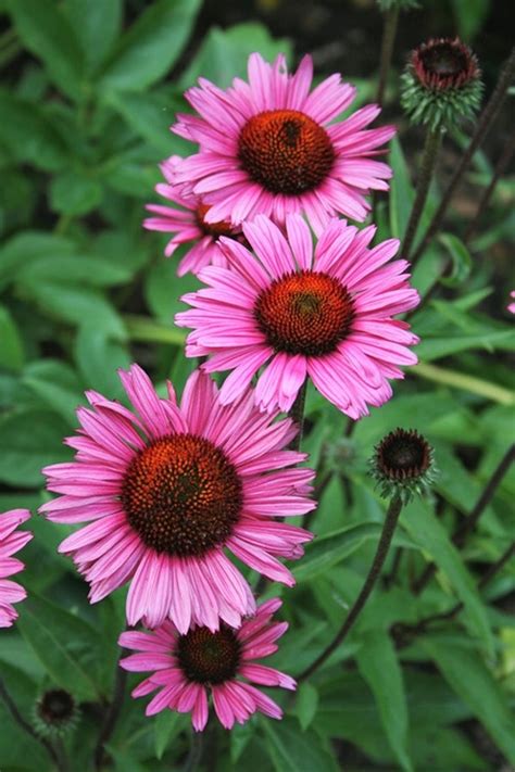 Learn About Echinacea Purpurea Fatal Attraction Pp 18429 Fatal