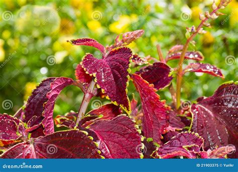 Beautiful Coleus Flower Stock Image Image Of Colorful 21903375