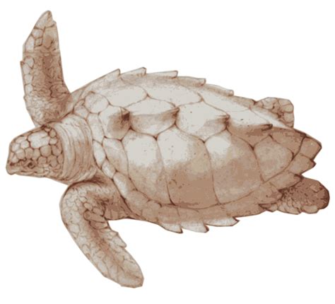 Loggerhead Sea Turtle Openclipart