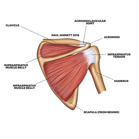 The muscles of the shoulder are associated with movements of the upper limb. Shoulder Anatomy - Dr Paul Jarrett, Orthopaedic Surgeon Perth