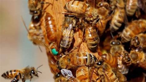 Urban Beekeeping Raises Southern California Concerns The Sacramento Bee