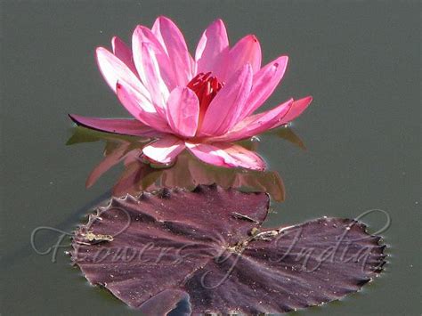 Nymphaea Rubra Red Water Lily