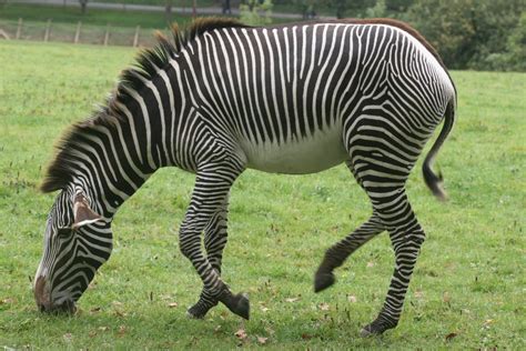 The Grévys Zebra Beautiful Animal The Wildlife