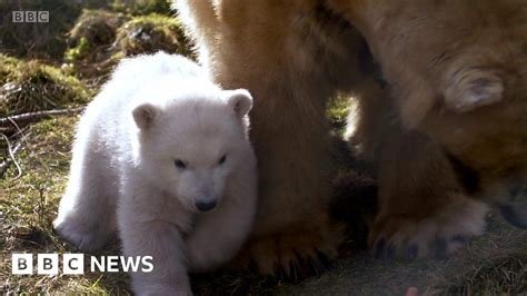 Meet The First Polar Bear Cub To Be Born In The Uk In 25 Years Bbc News