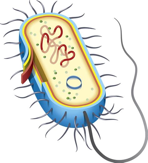Cells Clipart Bacterial Cell Cells Bacterial Cell Transparent Free For Download On