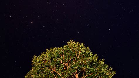 Download Wallpaper 1920x1080 Tree Starry Sky Night Stars Dark Full