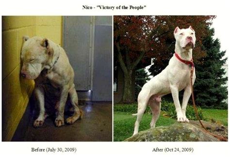 Heart Touching Before And After Photos Of Shelter Dogs