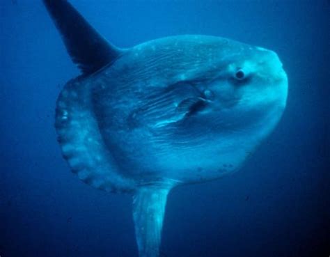 20 Facts About Ocean Sunfish Factinformer