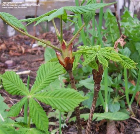 Midday and early afternoon sun improves fruit flavor. PlantFiles Pictures: Horse Chestnut, Conker Tree (Aesculus ...