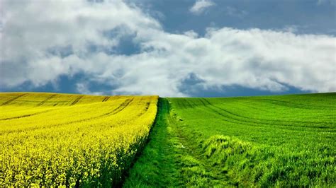 Free Download Nature Grass Field Background Video Footage Video