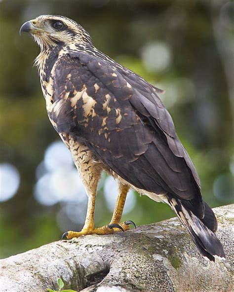 Immature Common Black Hawk In Panama Second Of 2 This Be Flickr
