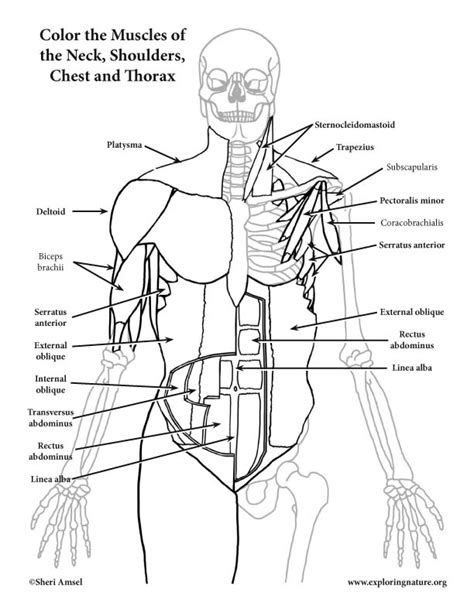 Anatomy Muscles Coloring Pages