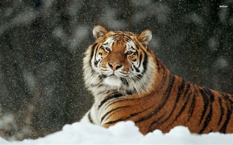 69 Siberian Tiger Wallpaper On Wallpapersafari