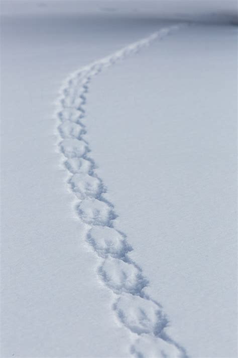 Red Squirrel Tracks In Snow