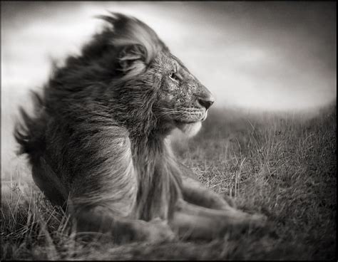 Hd Wallpaper Grayscale Photo Of Adult Lion Leo Bw Animal Wildlife