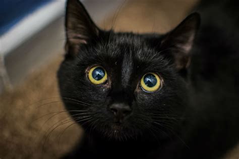 20 Things You Didnt Know About Bombay Cats