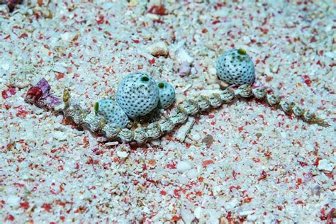 Nudibranch And Sea Squirts Photograph By Georgette Douwma Science Photo Library Fine Art America