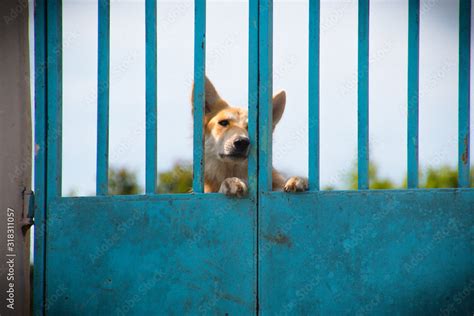 Dog Behind Blue Metallic Fence Stock Photo Adobe Stock