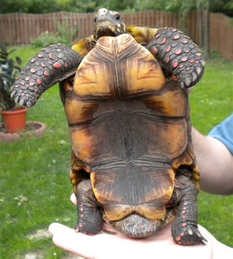 Redfoot Tortoise Breeding Happens When Your Redfoots Reach Maturity