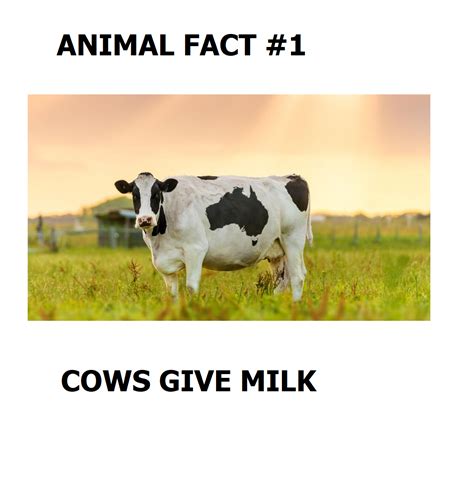 Confused Cow Sounds R Meme