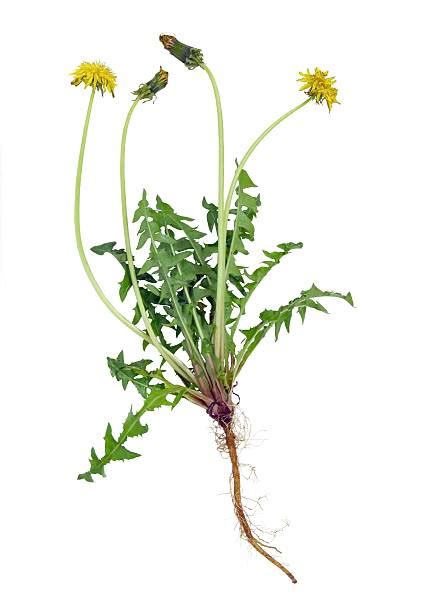 Dandelion Root Stock Photos Pictures And Royalty Free Images Istock