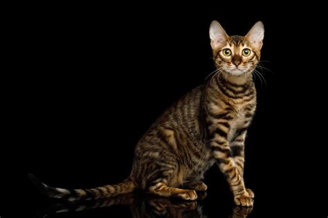 Facts About Toyger Cats Personality History Health More