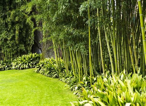 Backyard Privacy 10 Best Plants To Grow Bob Vila