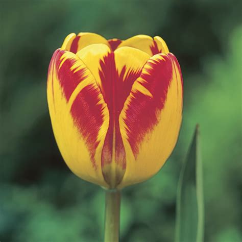 Banja Luka Tulip Bulbs Darwin Tulips Buy Online Boston Bulbs