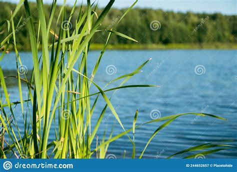 Long Green Reed Leaves Growing At River Bank In Summer Stock Image